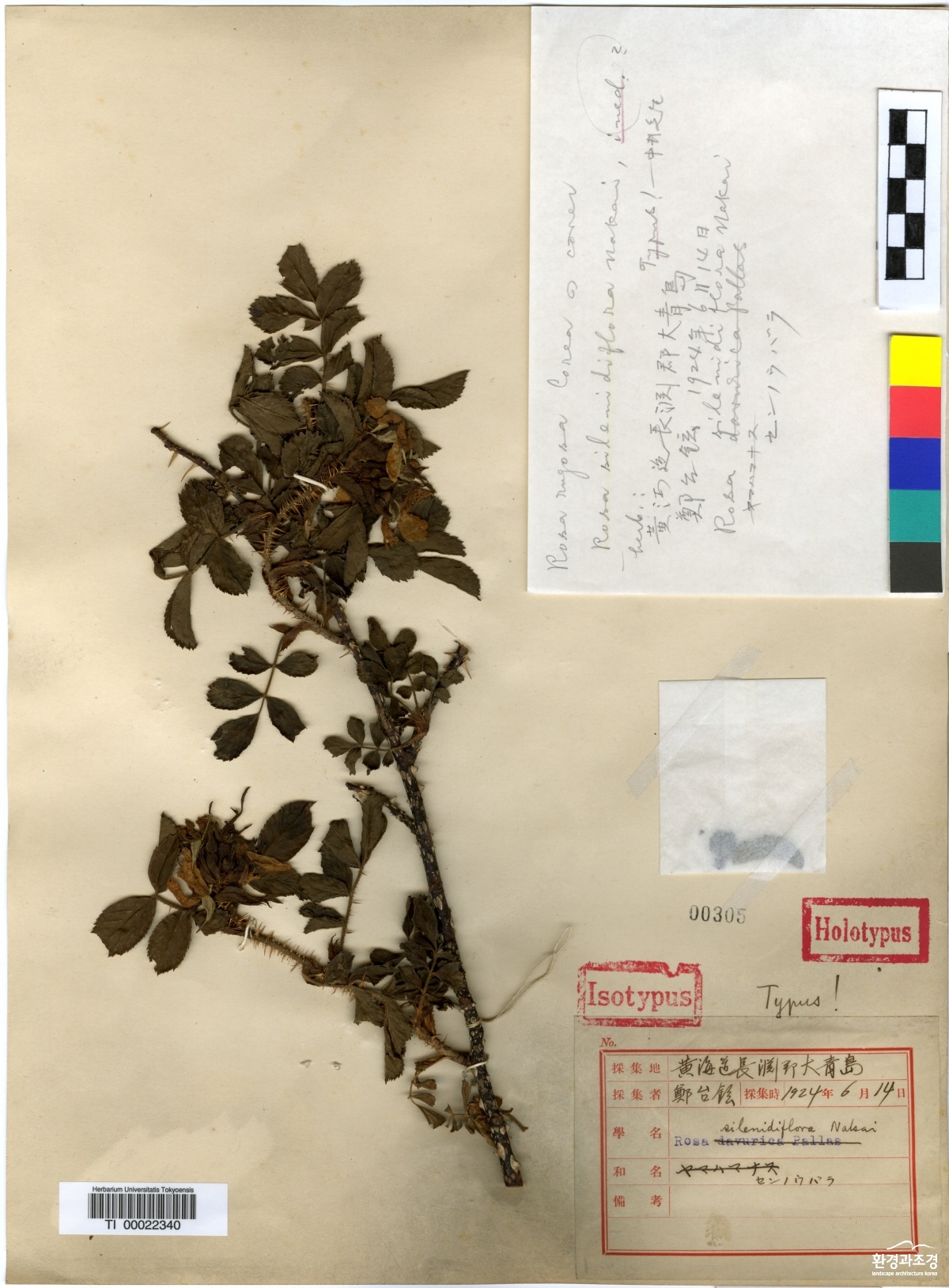 3_Rosa silenidiflora Nakai-TI00022340 (Kawamoto s.n.).jpg