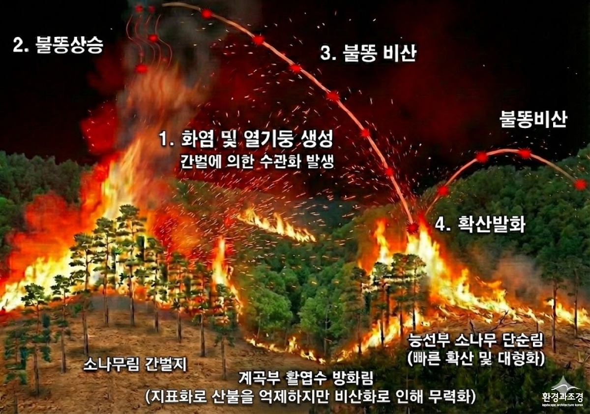 소나무 단순림과 숲가꾸기(간벌)에 의한 경북산불 대형화 피해확산 구조도.jpg