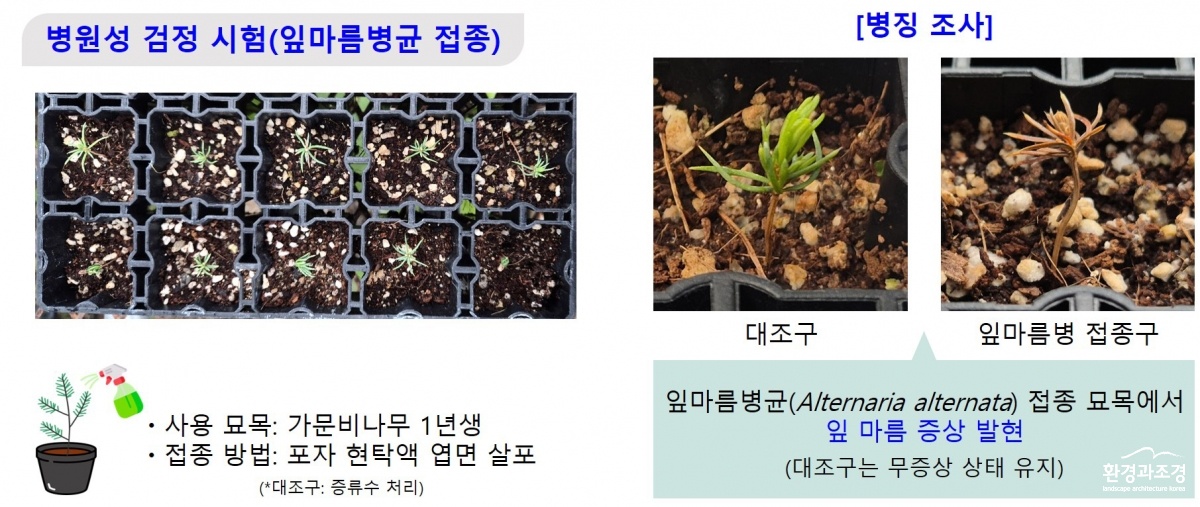 가문비나무 잎마름병균 병원성 검증_.jpg