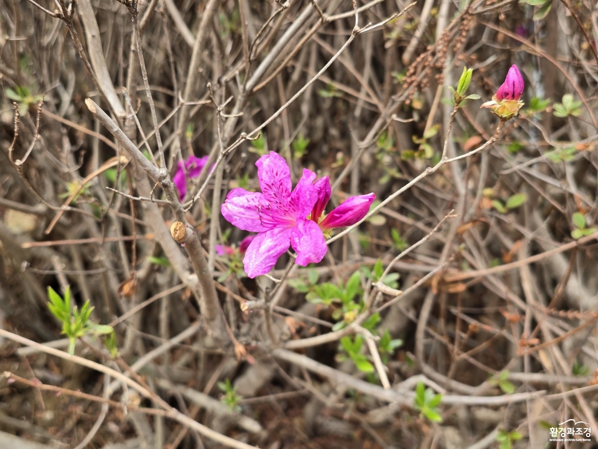 1_산철쭉 개화(경남 수목원_260408).jpg