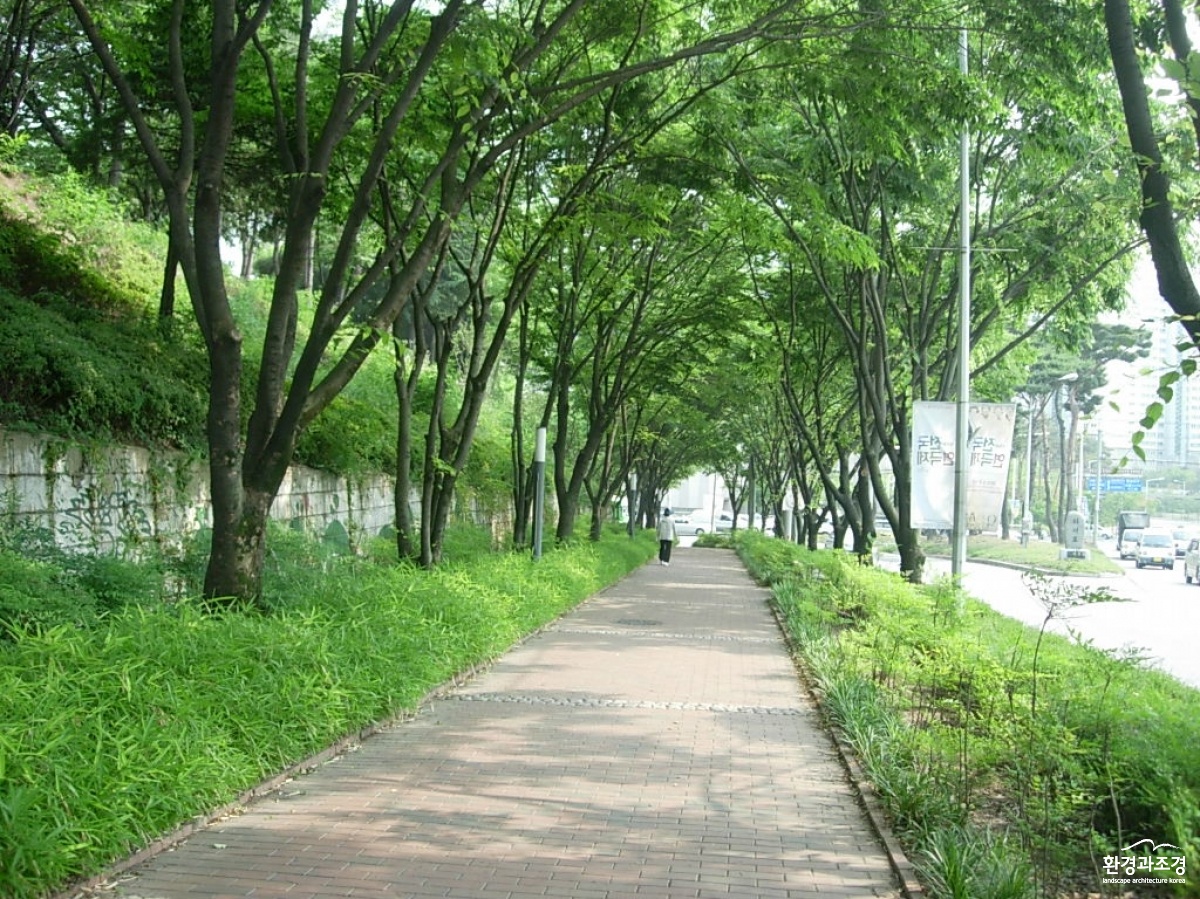 사진2. 광주광역시 북구 하서로 가로수길.JPG