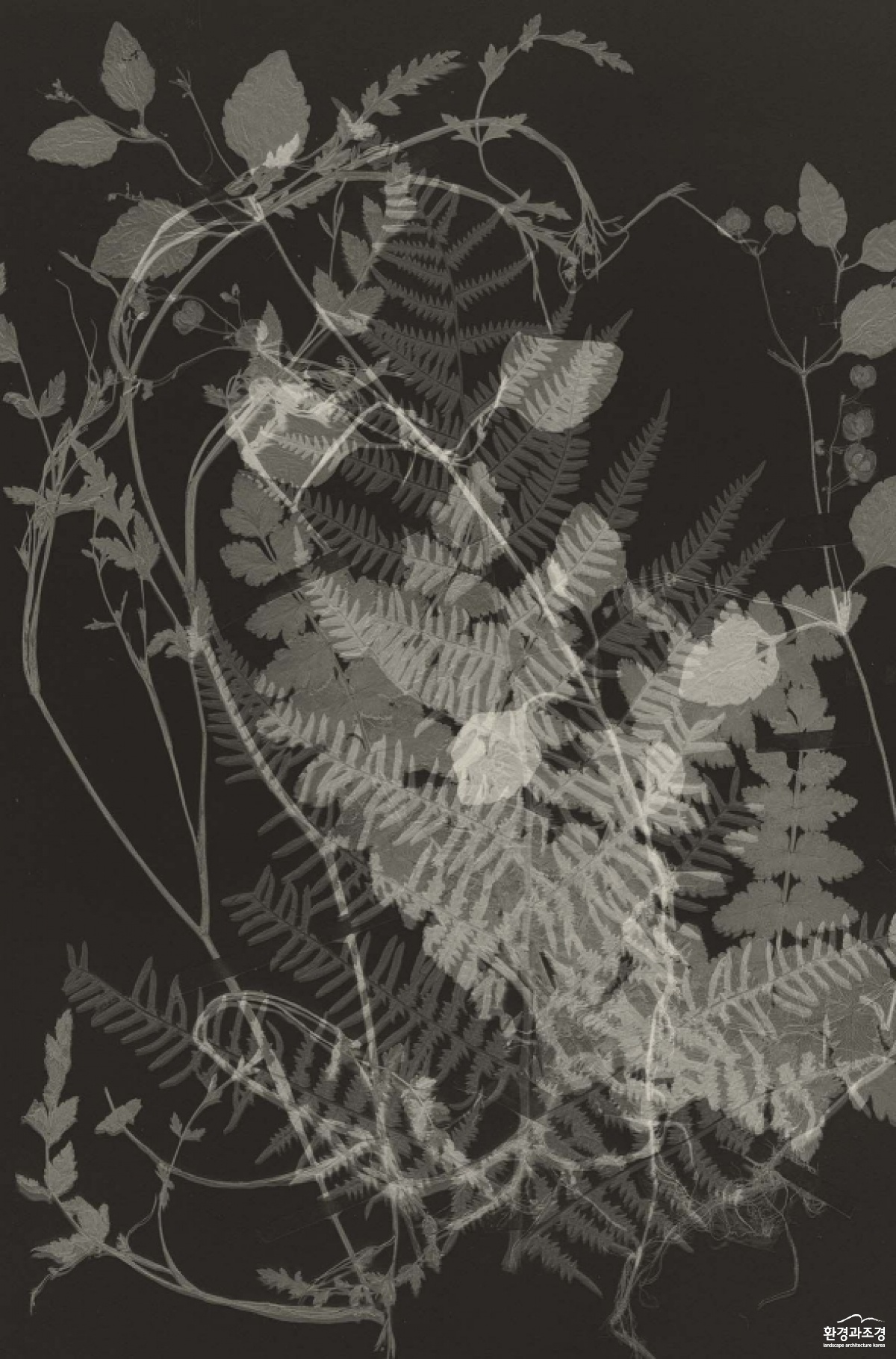 기억의 식물학_식물표본 꼴라쥬#1_2019-25 Carbon print on Glass_ 50x40cm_ ed1.jpg