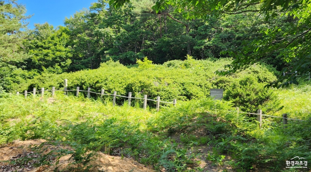 사진2. 산림청은 전북 산림환경연구원과 부안군 천연기념물 꽝꽝나무 군락에서 증식 재료를 확보했다.jpg