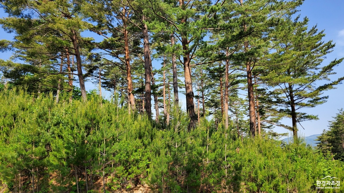 5. 천연갱신을 활용한 후계림 조성_.jpg