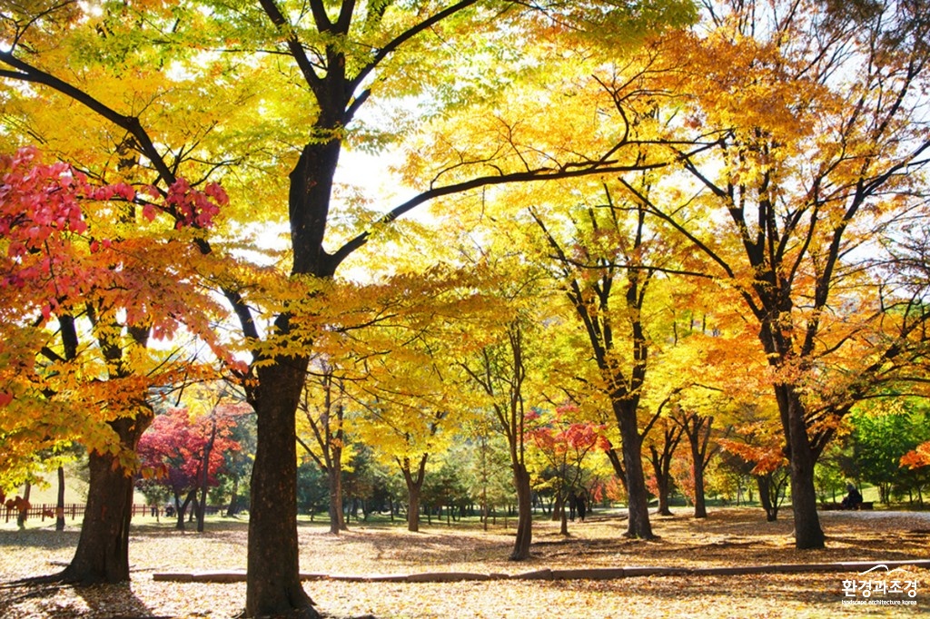 서울 의릉 느티나무숲.jpg