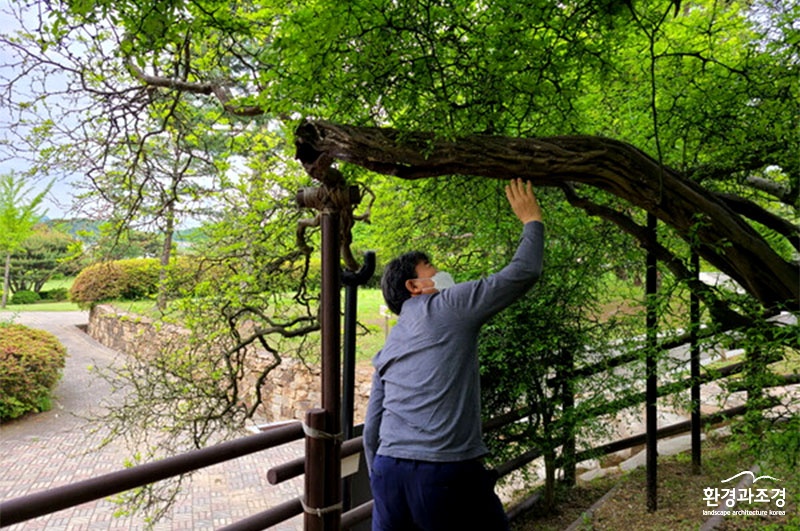 ㅂㄷ 나무 의사가 성남지역 내 수목 상태를 진단하고 있다.jpg